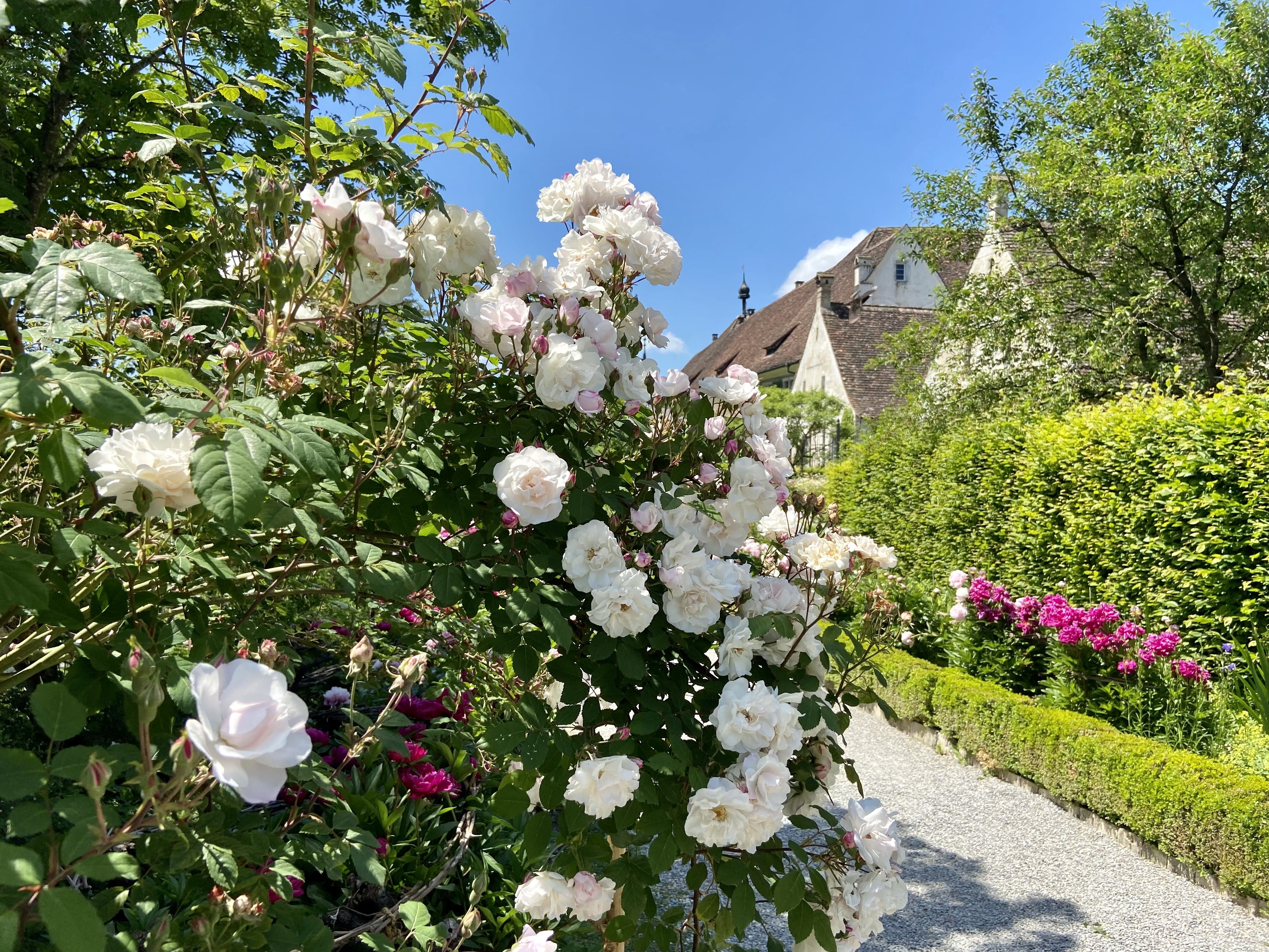 26.05.2024 Rosenpracht in der Kartause Ittingen